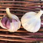 Aglio Rosso, aka. Rosso Di Sulmona Certified Organic Seed Garlic 2