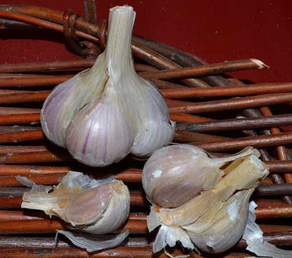 Asian Tempest Asiatic Certified Organic Garlic 1
