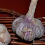 Basque Turban Certified Organic Garlic 2