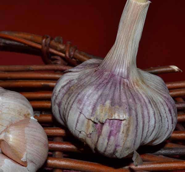 Basque Turban Certified Organic Garlic 1