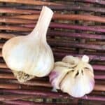 Chesnok Red Purple Striped Certified Organic Garlic 2