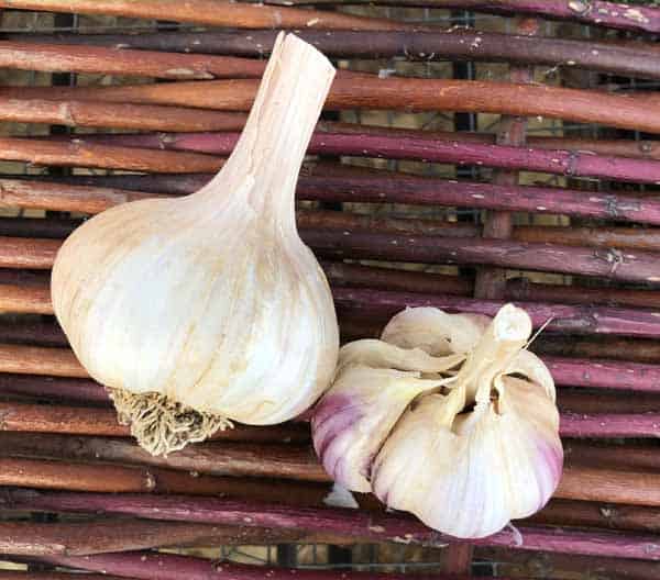 Chesnok Red Purple Striped Certified Organic Garlic 1
