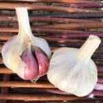 Creole Red Certified Organic Garlic 2