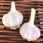 Donostia Red Certified Organic Seed Garlic 2