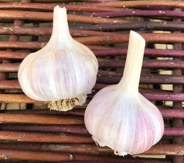 Donostia Red Certified Organic Seed Garlic 1