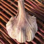 Red German Turban Certified Organic Garlic 2