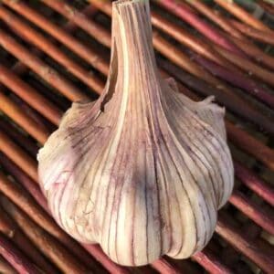 Certified Organic Gourmet Seed Garlic & Shallots