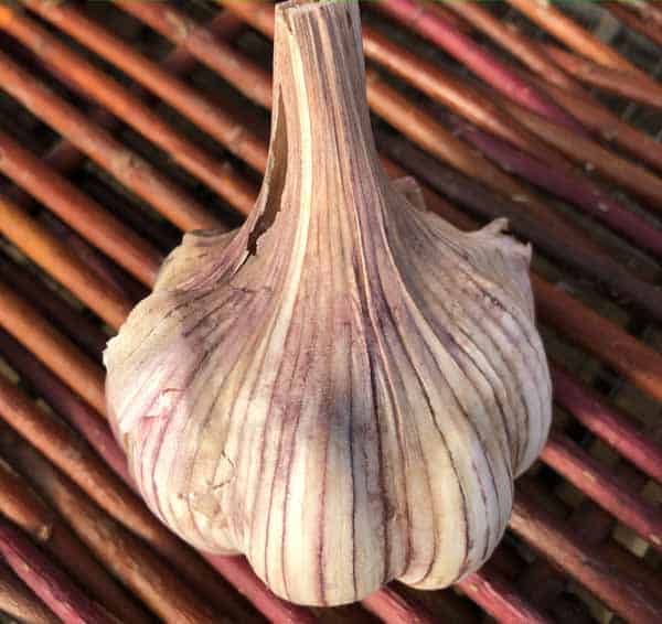 Red German Turban Certified Organic Garlic 1