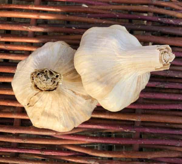 Inchelium Red Artichoke Certified Organic Garlic 1