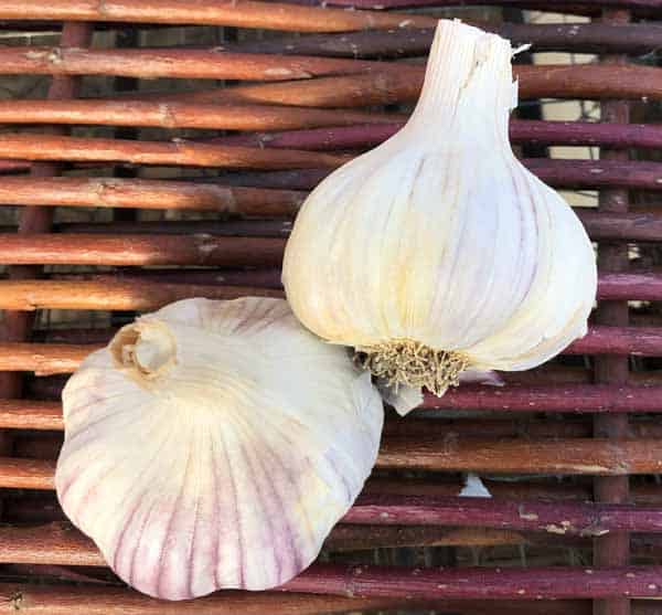 Kishlyk Certified Organic Garlic 1