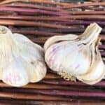 Lorz Italian Artichoke Certified Organic Garlic 2