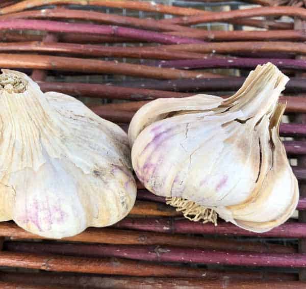 Lorz Italian Artichoke Certified Organic Garlic 1