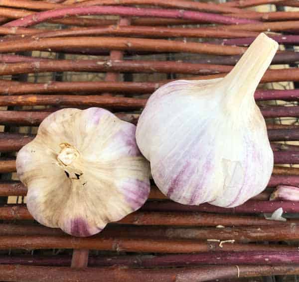 Whistling Duck Marbled Certified Organic Garlic 1