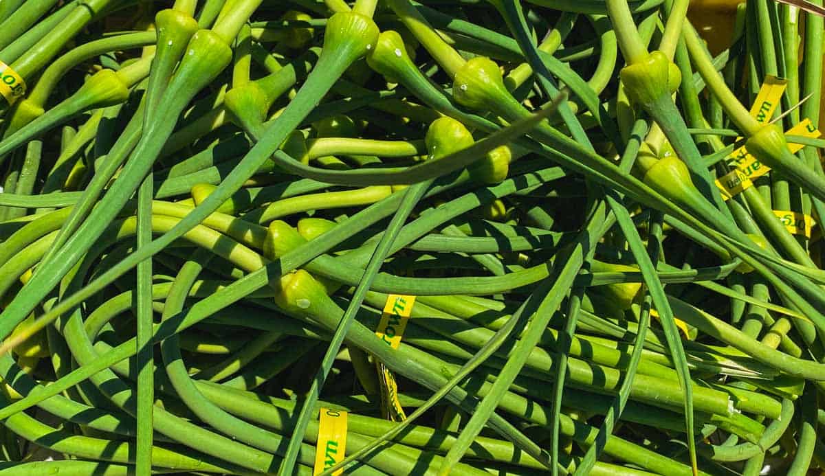Big bold garlic bulbs await! But first, some scapes. 1