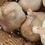 Homesteader's Pack Certified Organic Garlic 2