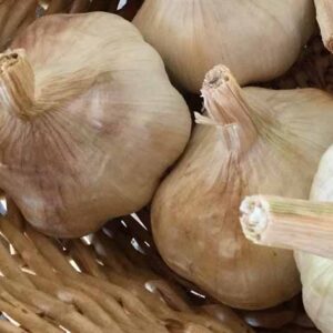 Certified Organic Seed Garlic & Shallots