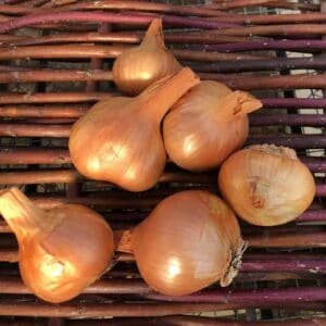 Dutch Red Shallot Garlic  Filaree Organic Seed Farm