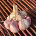 Red Spanish Turban Certified Organic Garlic 2