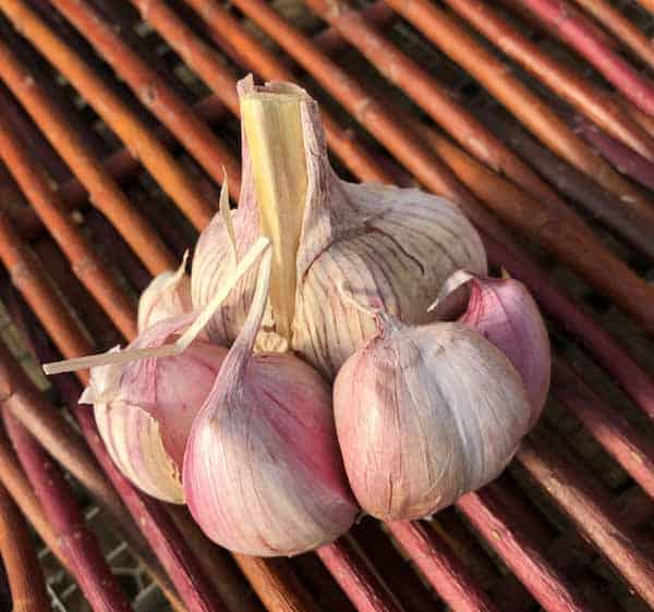 Red Spanish Turban Certified Organic Garlic 1