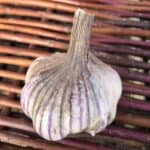 Chinese Pink Turban Certified Organic Garlic 2