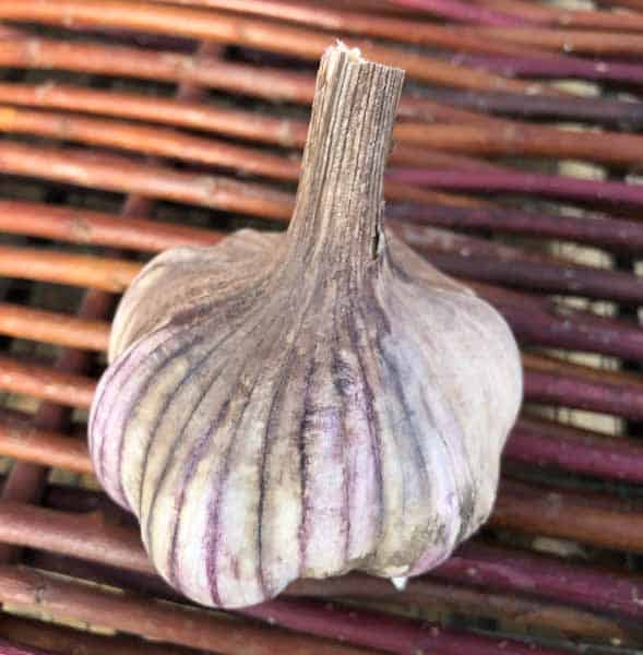 Chinese Pink Turban Certified Organic Garlic 1