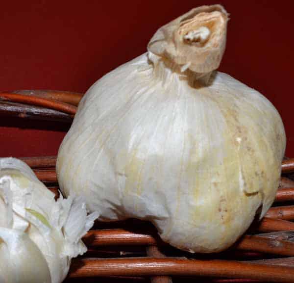 White Turban Certified Organic Garlic 1