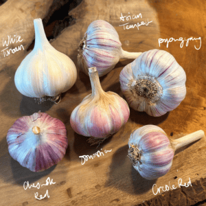 Certified Organic Gourmet Seed Garlic & Shallots