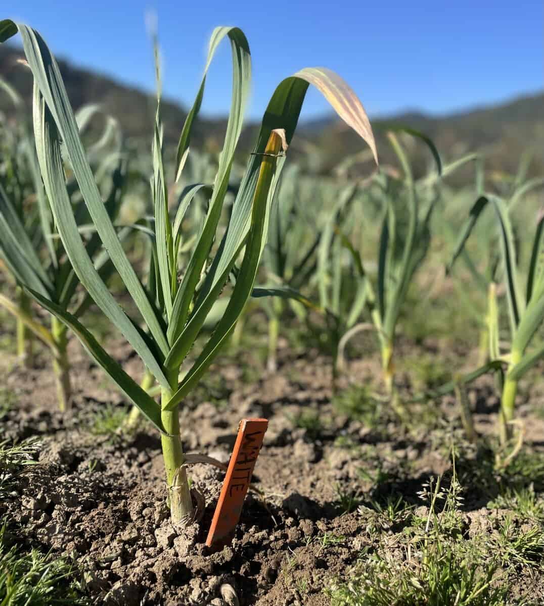 spring garlic plant growing in dirt with orange marker with mountains and blue sky