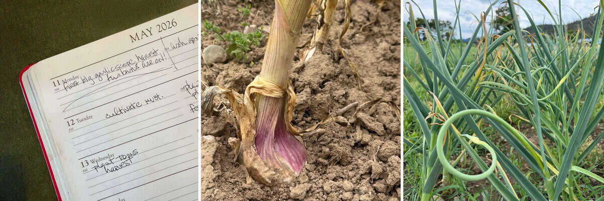 Record-keeping and Preparing for Harvest – Late Spring on the Garlic Farm