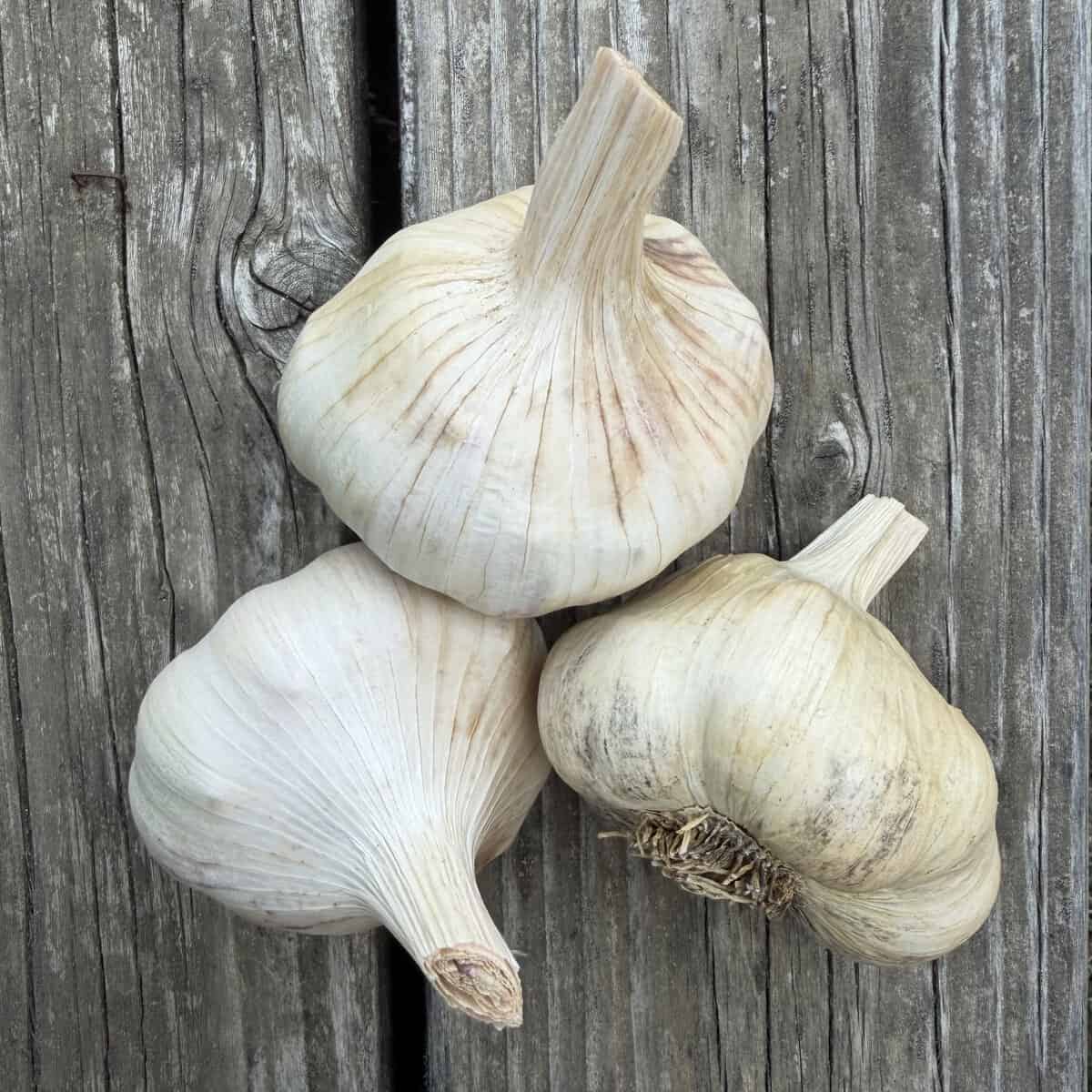 Inchelium Red – a favorite artichoke variety as our workhorse garlic for reliable harvests and happy customers